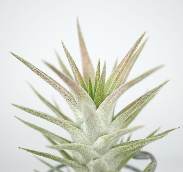 Till. ionantha exportacion importacion bromelias colombianas colombia wolat