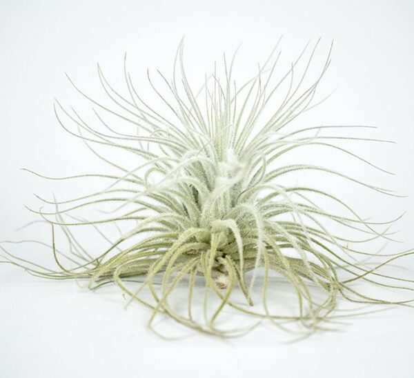 Till. tectorum exportacion importacion colombiana Wolat