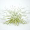 Till. tectorum exportacion importacion colombiana Wolat