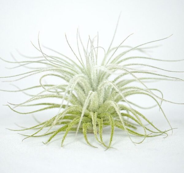 Till. tectorum exportacion importacion colombiana Wolat