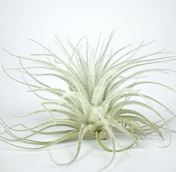 Till. tectorum exportacion importacion colombiana Wolat